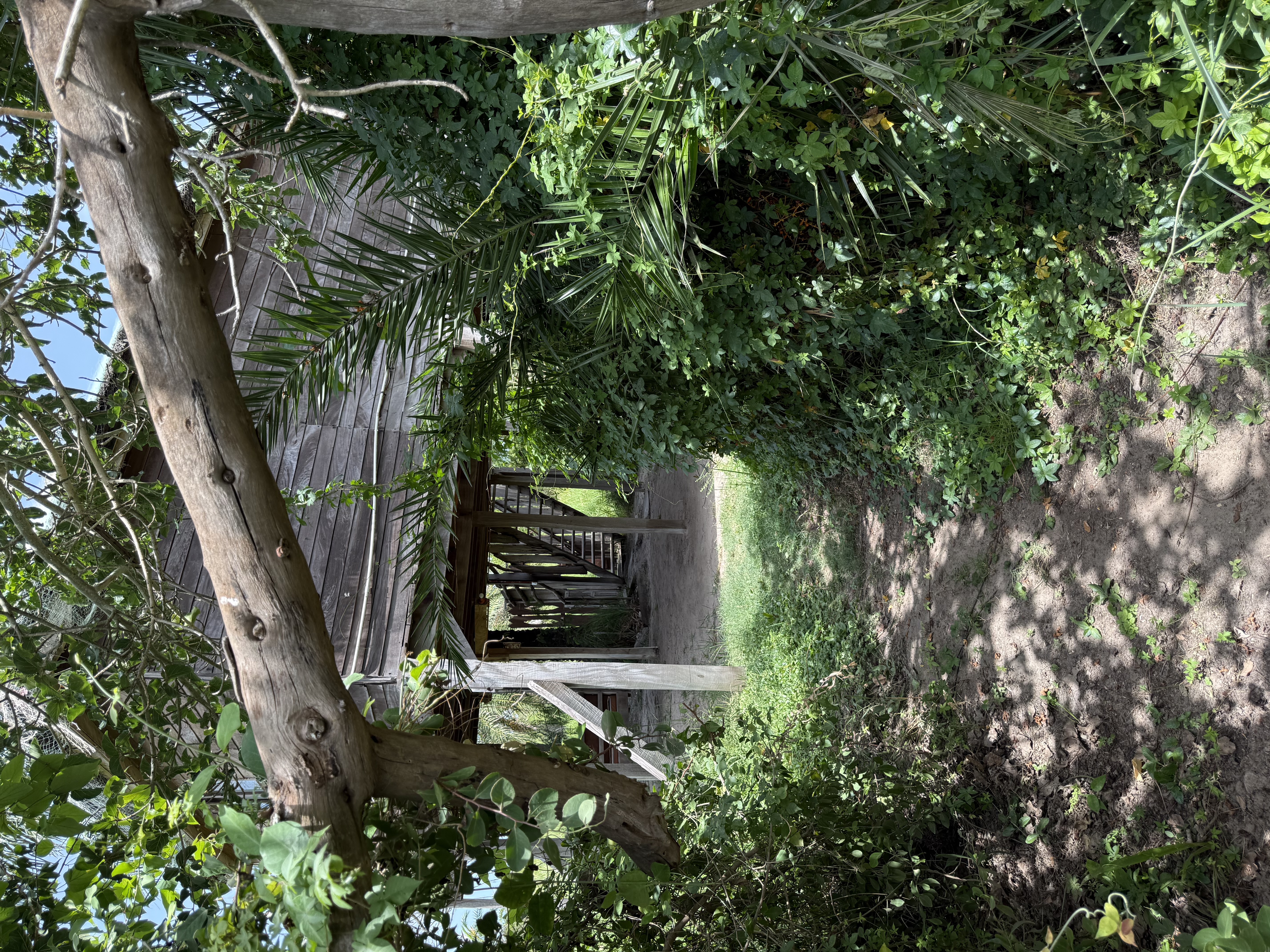 Canopy Treehouse (de boomhut tussen de bomen) bij Mansa Musso Treehouse Lodge, Sanyang — foto 20