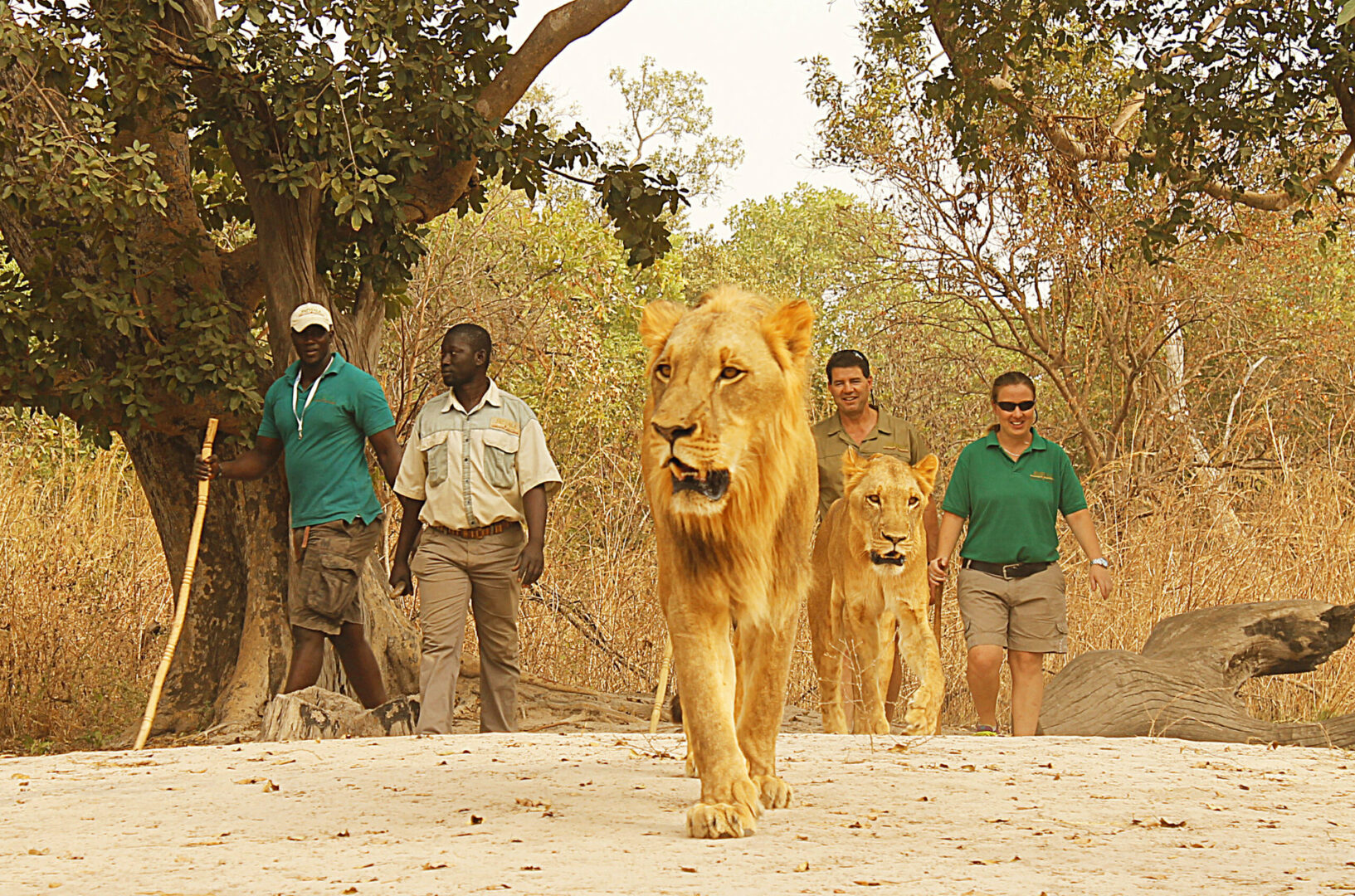 Fathala  ldlife Reserve- Safari + Lions walk