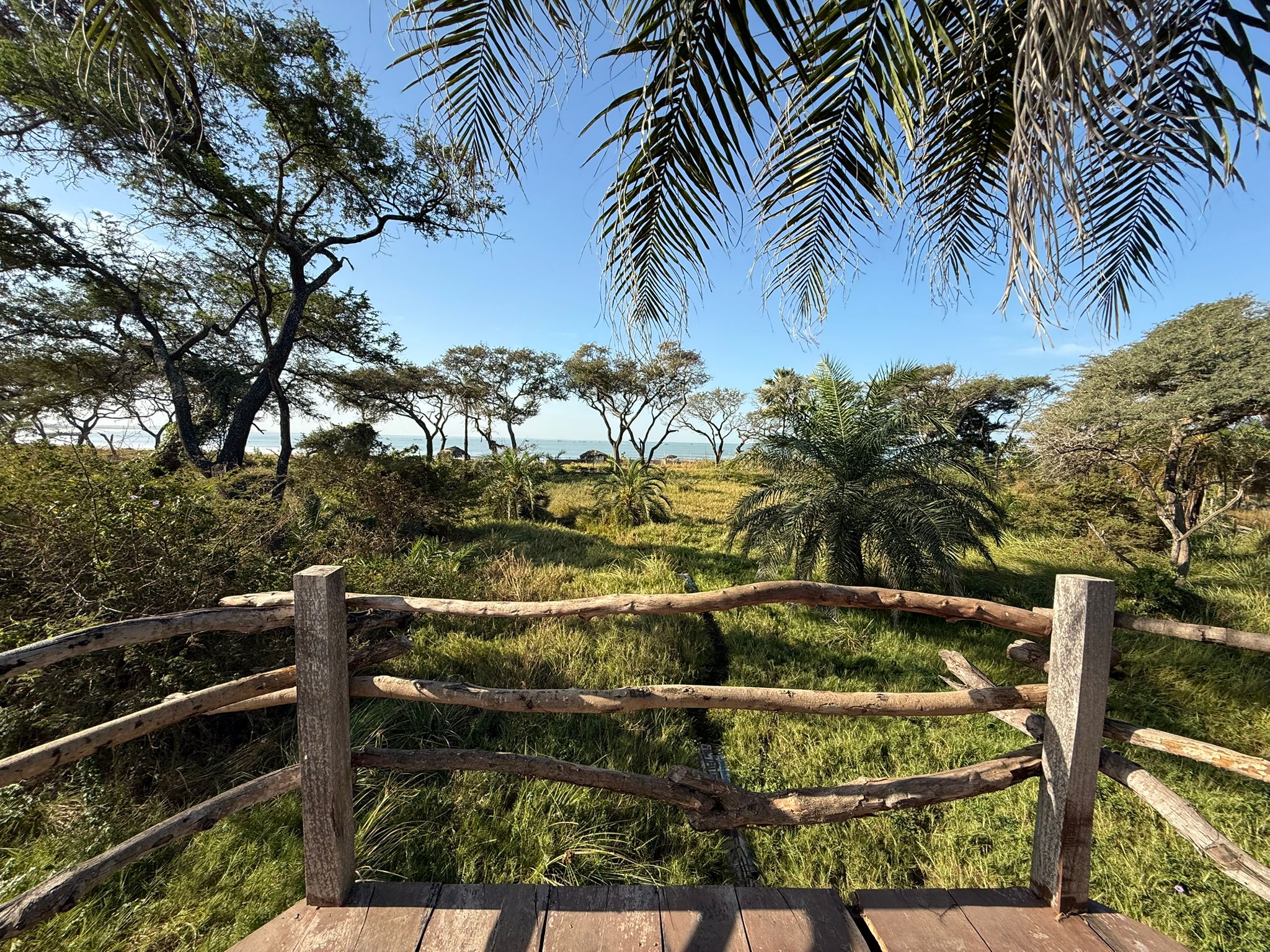 Palm-Framed Vista Point