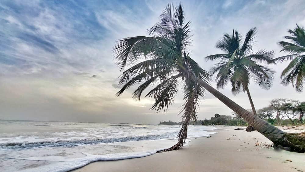 Palm-Fringed Beach Escape