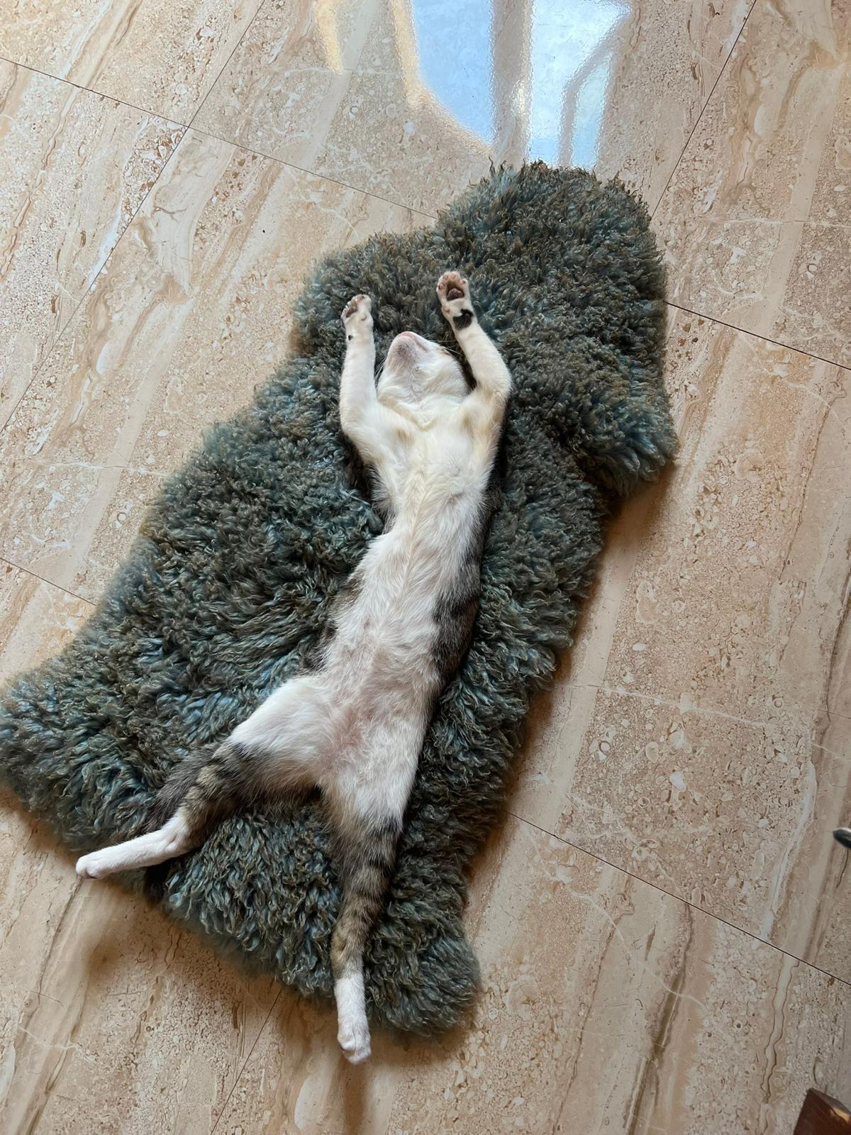 Resort Companion at Rest